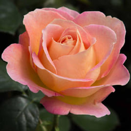 Fifteen Picture: rose