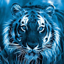 Fifteen Picture: tiger